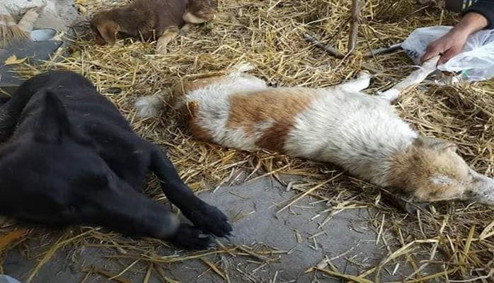 В Хачмазе отравили собак