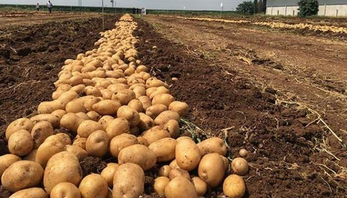 "Türkiye, patates üretiminde dünyada ilk 10'da"