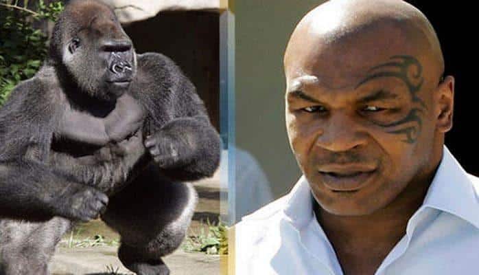 Mayk Tayson intiqam almaq üçün qorilla ilə döyüşmək istəyib