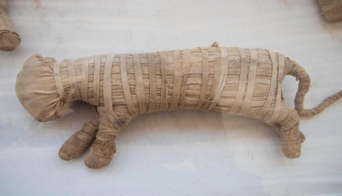 Археологи в Египте нашли 'музей' мумий священных животных