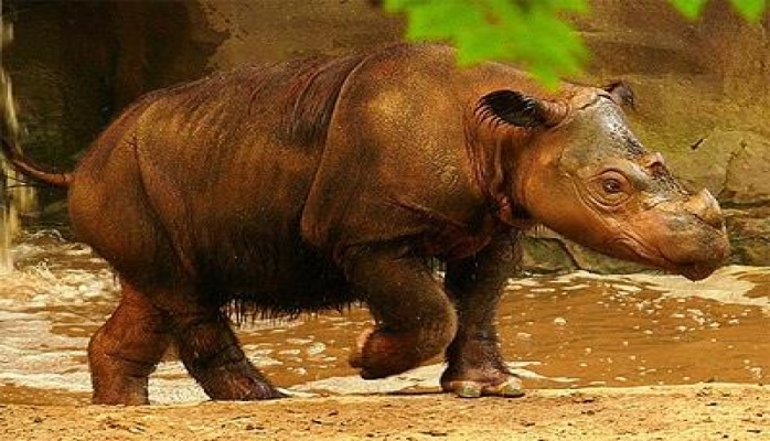 В Танзании умерла самая старая самка черного носорога