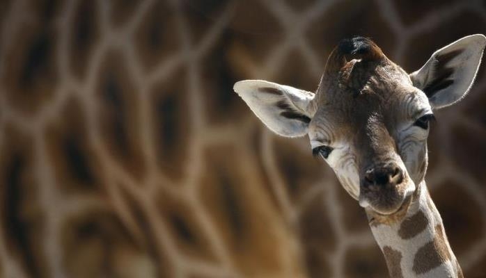 Zürafələrin kökü kəsilir?