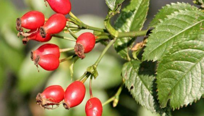 В Финляндии вступил в силу запрет на продажу и ввоз шиповника