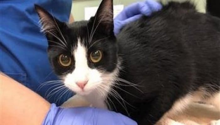 Pişik də CoViD-19 infeksiyasına yoluxdu