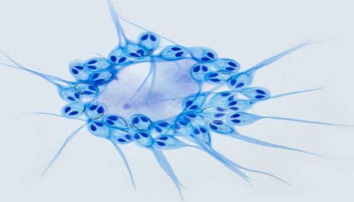 Ученые нашли животное, которому не нужен кислород жизни