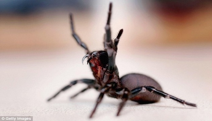 Учёные сумели вылечить меланому с помощью яда австралийского паука