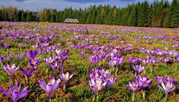 Bu ay Azərbaycanda zəfəran emalı müəssisəsi istifadəyə veriləcək