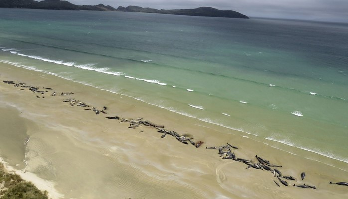 Yeni Zelandiyada təxminən 150 delfin sahilə çıxıb