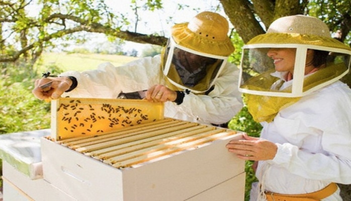 FAO Azərbaycanda arıçılığın inkişafına əlavə dəstək vermək istəyir