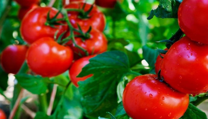 Какие товары больше всего продает Азербайджан