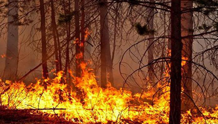 В Азербайджане назвали причины лесных пожаров