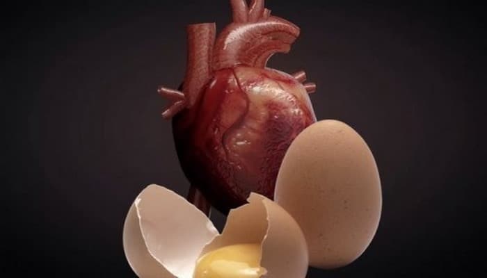 Эксперты опровергли утверждение об опасности яиц для сердца