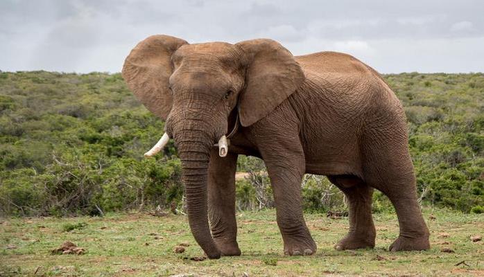 Ученые: Вымирание слонов повлияет на уровень углекислого газа в атмосфере