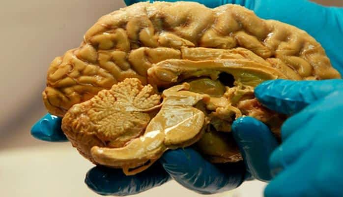Разгадана главная тайна человеческого мозга