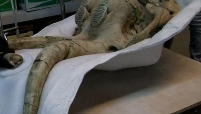 Los-Ancelesdə "Buz dövrü"nə aid fossillər aşkar edilib