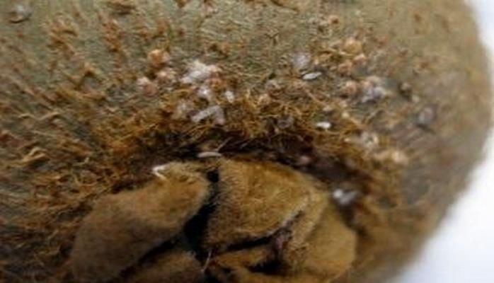 İrandan Azərbaycana gətirilən 17 tondan artıq kividə zərərli orqanizmlər aşkarlanıb