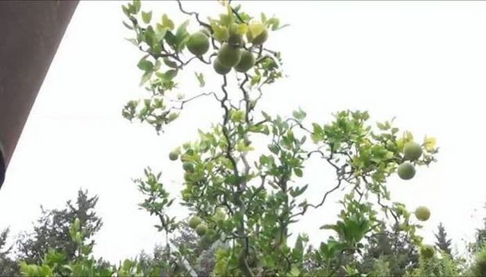 Лянкяранский садовник вырастил семь видов цитрусовых на одном дереве