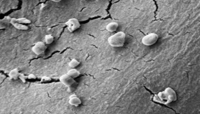 Alimlər meteoritləri yeyən canlılar aşkarladı