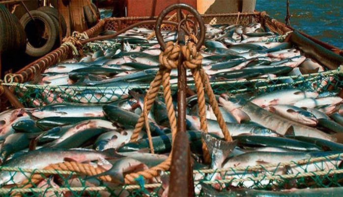 В Азербайджане конфисковано около 10 тонн незаконно выловленной рыбы