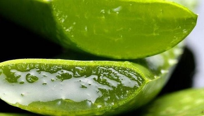 Aloe vera bitkisinin sağlığa faydaları