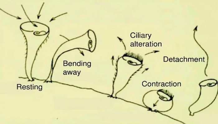 Amerikalıların yeni kəşfi: bu canlılar mürəkkəb qərarlar verə bilər