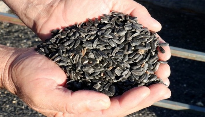 Ayçiçeği fiyatları üreticinin yüzünü güldürdü