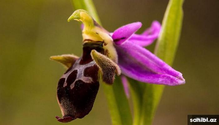 Azadlıq rəmzi – Xarıbülbül