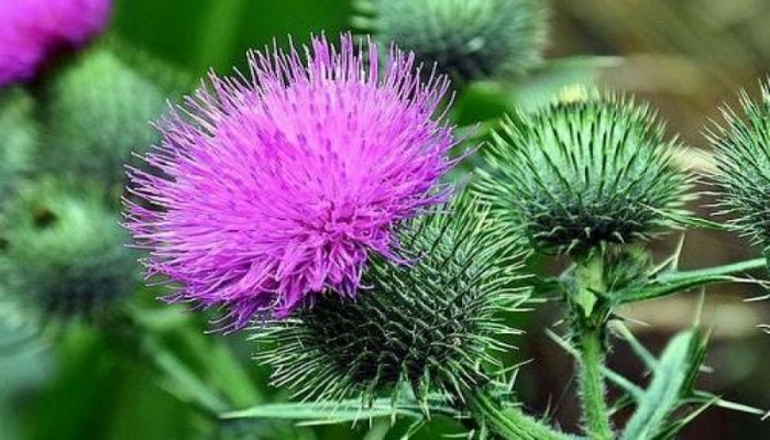 Azərbaycanda bitən ən şəfalı bitki - Dəvə qanqalının faydaları