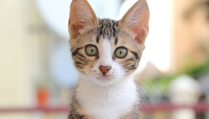 Su quyusuna düşmüş pişiyi FHN-in əməkdaşları xilas etdi