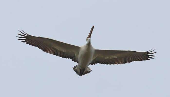 Ученые о причине снижения численности мигрирующих птиц - высушенные озера и браконьерство