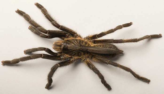 Ученые открыли новый вид пауков с рогами