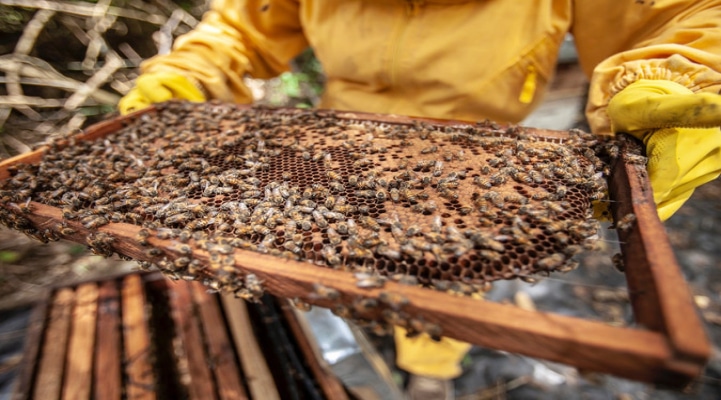 Азербайджан хочет распространить опыт Турции в пчеловодстве в СНГ