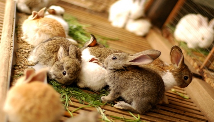 Qonşusunun bağışladığı bir dovşanla böyük bir təsərrüfatın əsasını qoydu