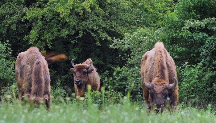 Qafqaz zubrları Azərbaycan təbiətinə qaytarılır