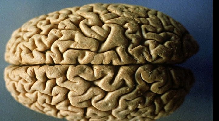 5 продуктов, которые защищают головной мозг от возрастной деградации