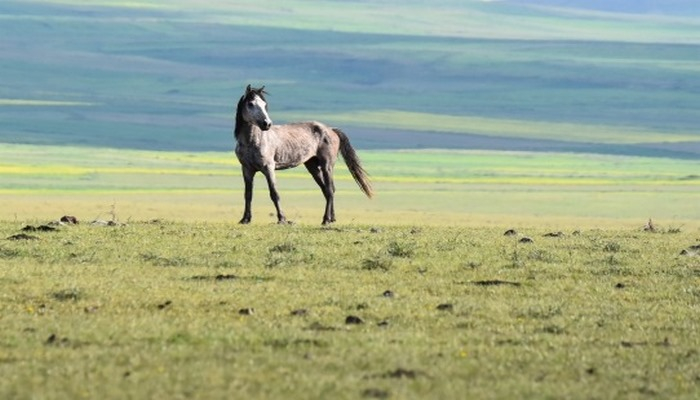 Yahni Dağı'nda doğada otlatılan atlar ilgi çekiyor