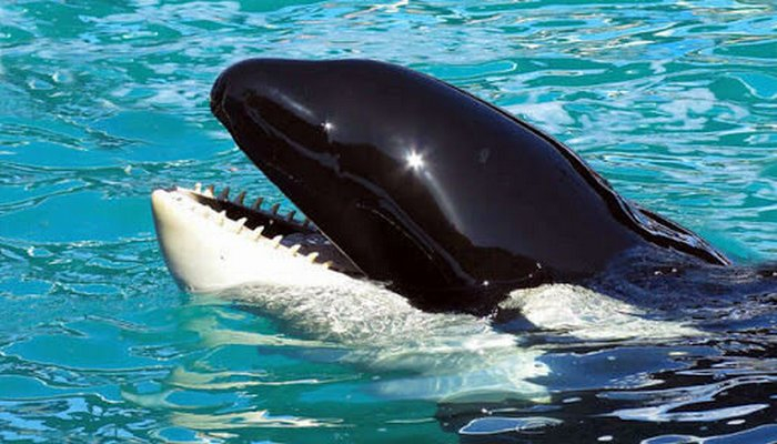 İnsanlardan koronavirusa yoluxma riski olan heyvanlar