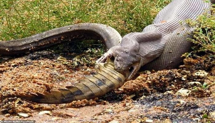 В Австралии питон целиком съел крокодила
