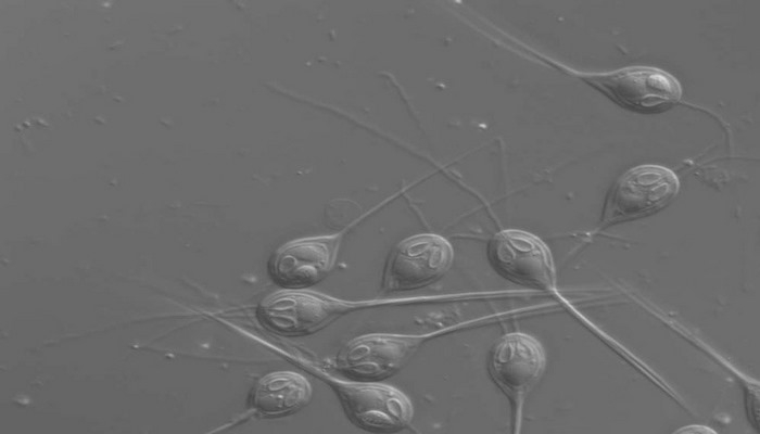 Обнаружено первое животное без митохондриального генома