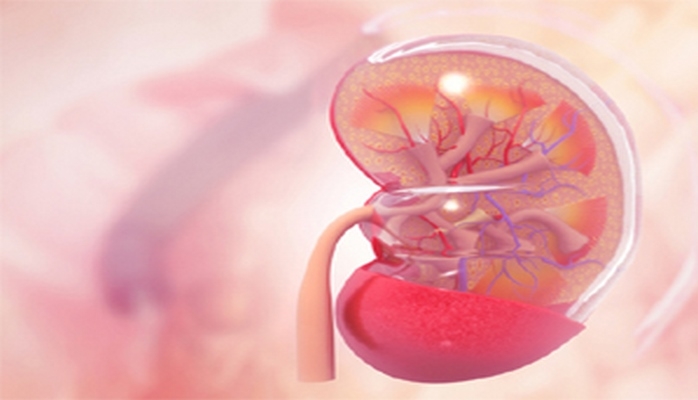 Daşınan süni böyrəyin yaradılması üçün addım atılıb