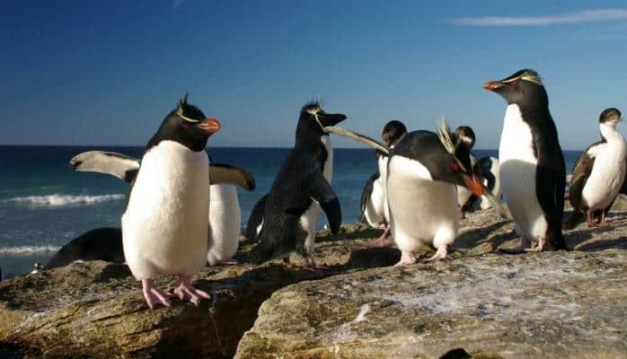 Пингвины Новой Зеландии из-за голода проплыли почти 7 тысяч километров, чтобы выжить