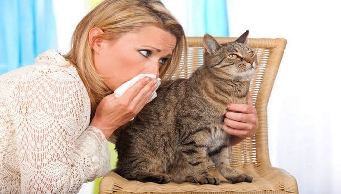 Ученые объяснили аллергию у некоторых людей на кошек