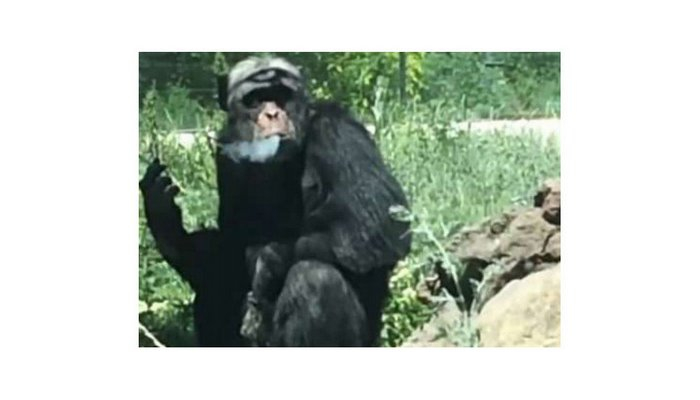 Meymunlarda insanlarla oxşar daha bir cəhət aşkar edilib