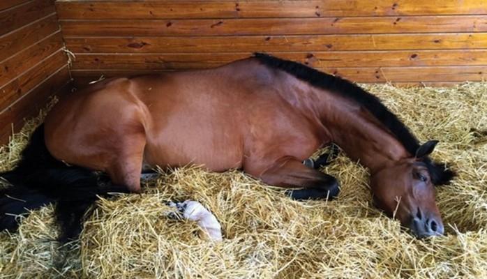Heyvanları botulizm xəstəliyindən necə qorumalı?
