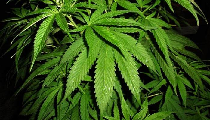 В Италии суд решил не считать преступлением выращивание марихуаны дома