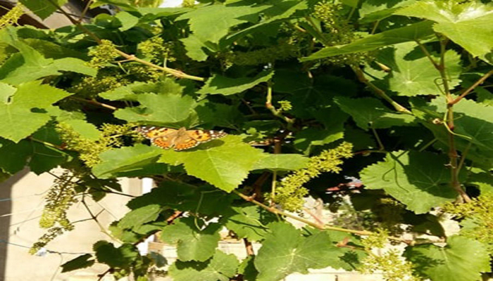 Nazirlik: Son günlər ölkədə yayılmış kəpənəklər zərərsizdir