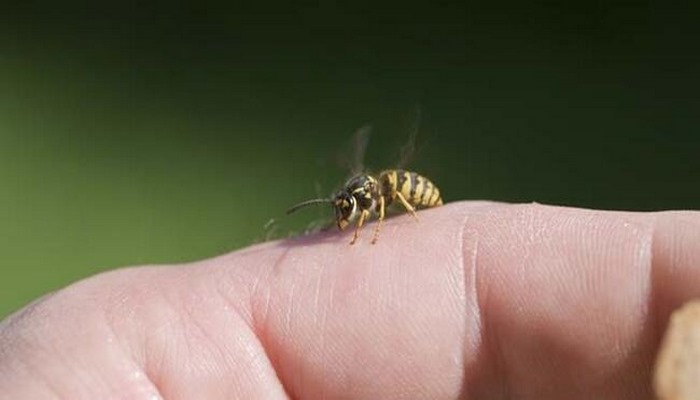 Arı sokmasına ne iyi gelir? Evde yapılacak yöntemler