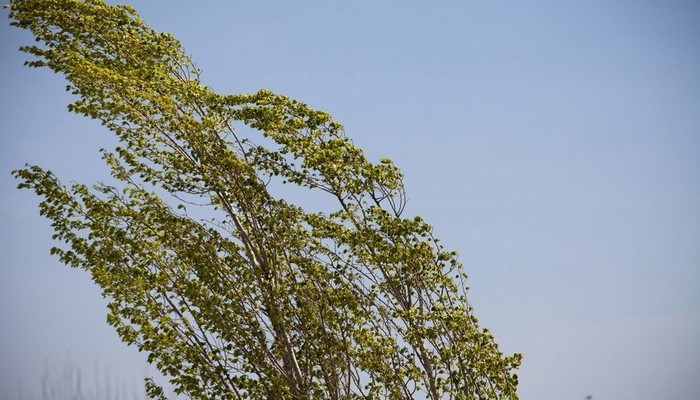 Bakıda güclü külək əsəcək - XƏBƏRDARLIQ