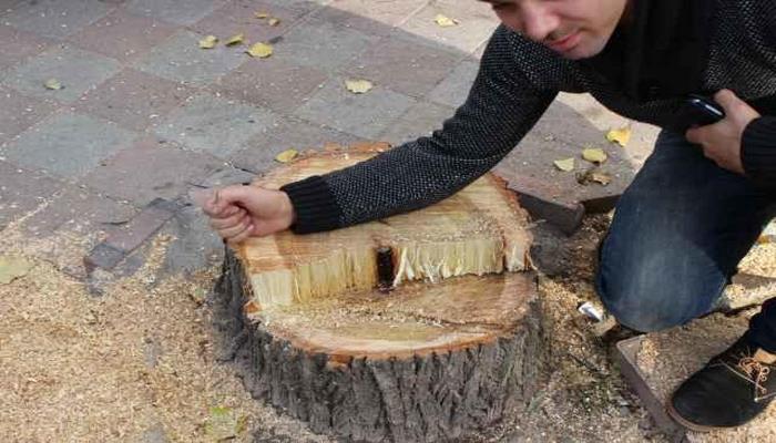 Bakıda restoranın həyətində ağac qanunsuz kəsildi