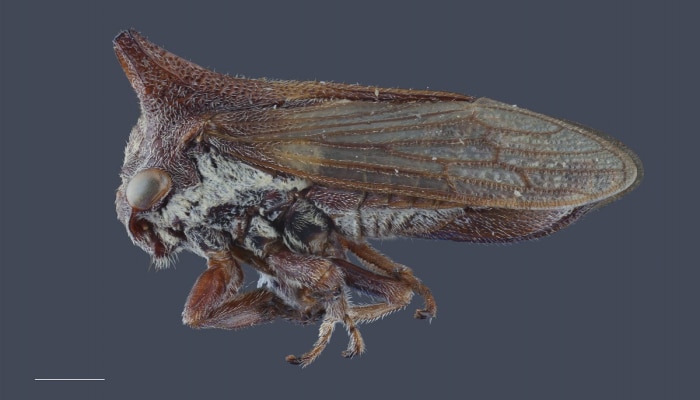 Alimlər yeni tapılan həşərata Ledi Qaqanın adını verdilər